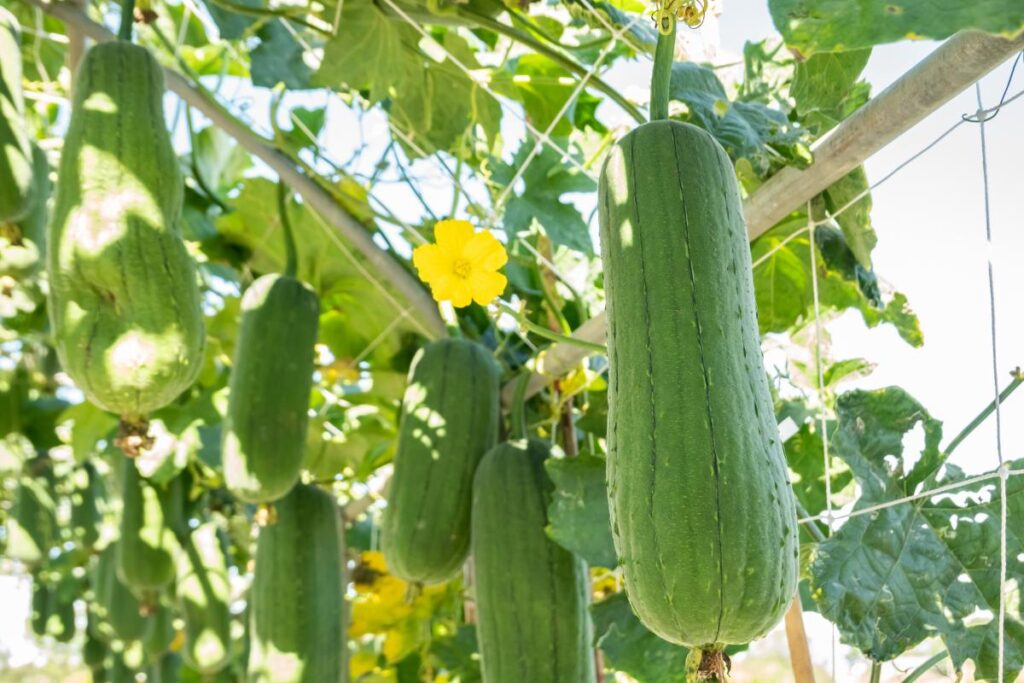 Luffa plants growing on a archway showing the yellow flowers and hanging gourds.