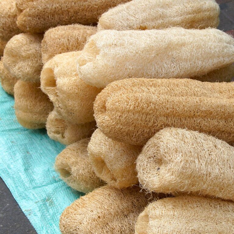 Luffas drying in the sun shine.