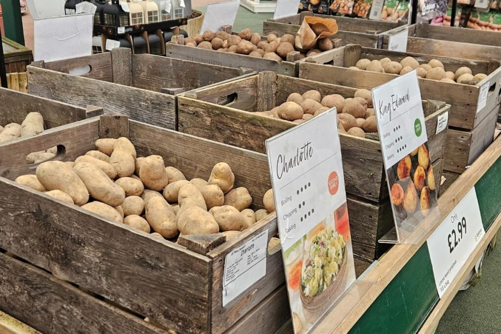 Choosing Seed potatoes, easily available to purchase individually in Dobbies Garden Centre in the UK.