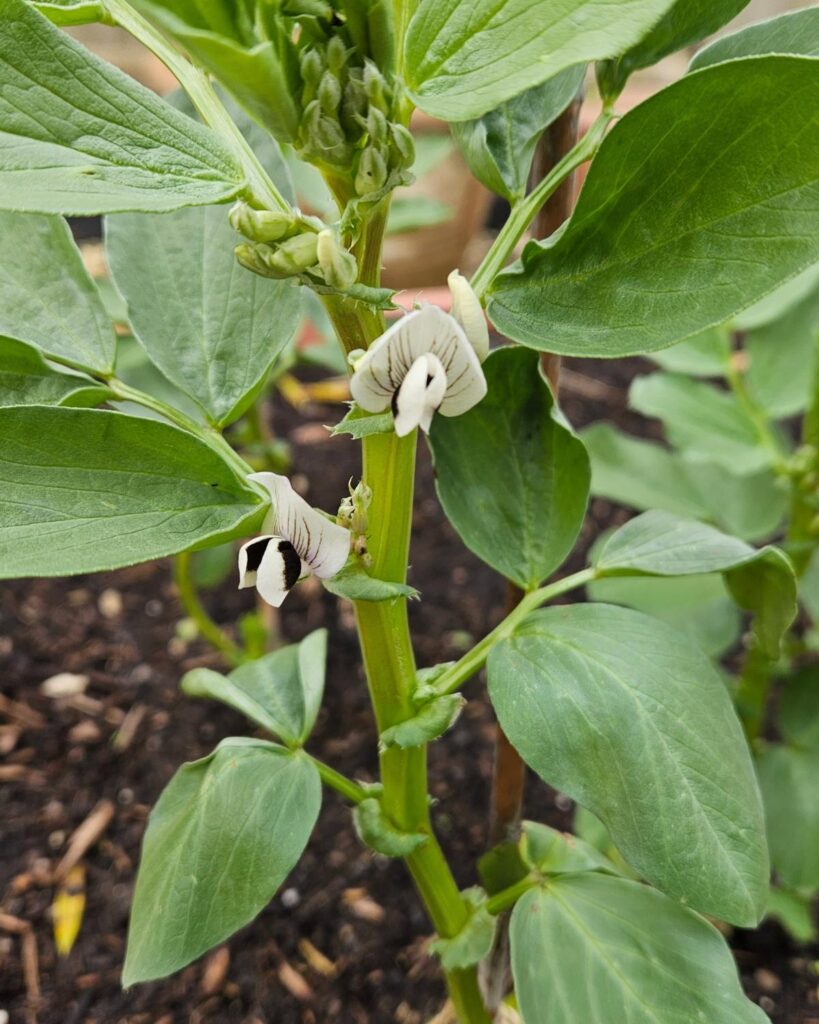 Flowering broad beans in the kitchen garden at grow your own delicious in mid-February.