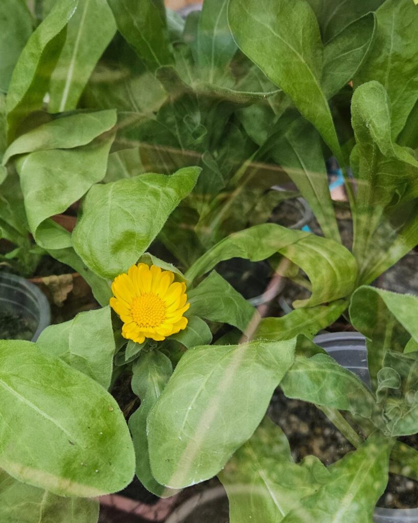 Calendula in flower in February in the greenhouse at Grow Your Own Delicious.