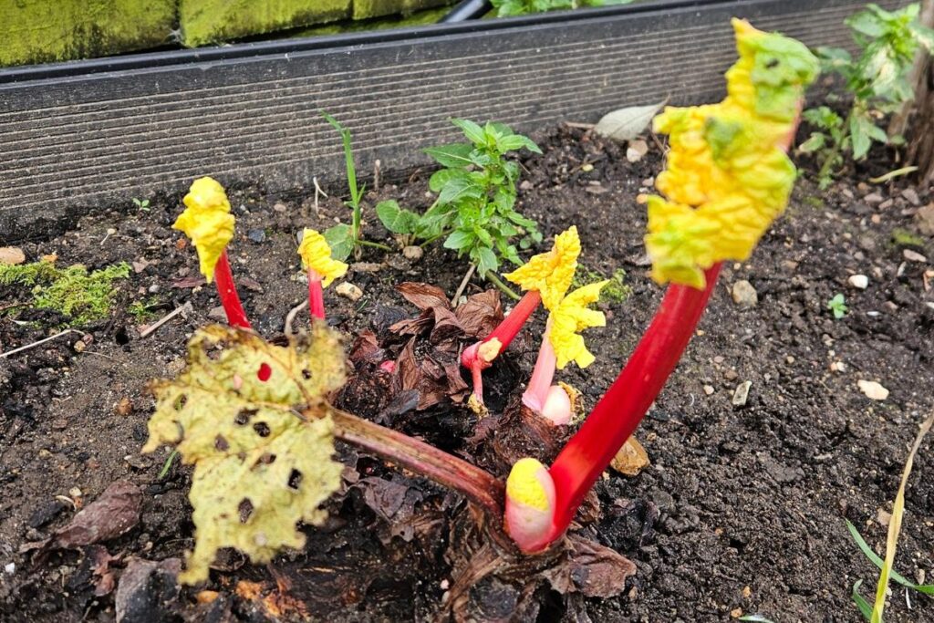 Checking on the forced rhubarb just 2 weeks after starting and seeing slug damage to one of the leaves.