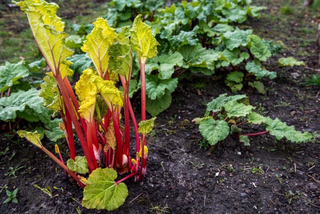 Rhubarb stalks ready to harvest that have been forced.