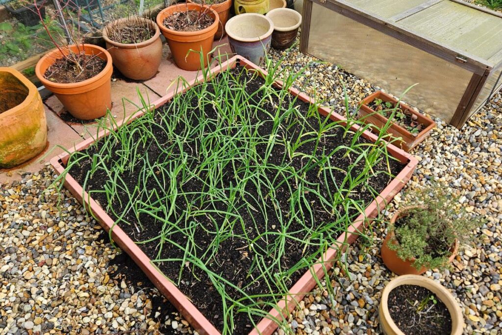 Garlic onions and shallots thriving in the raised bed planted in the autumn.