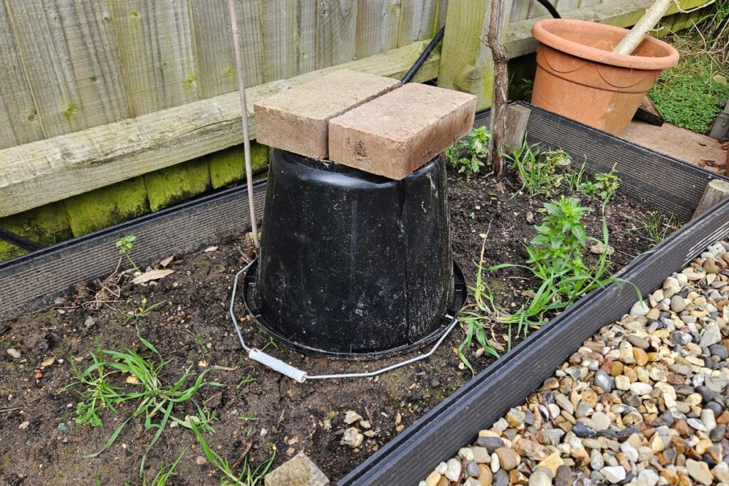 Our homemade rhubarb forcer in the kitchen garden at Grow Your Own Delicious HQ.