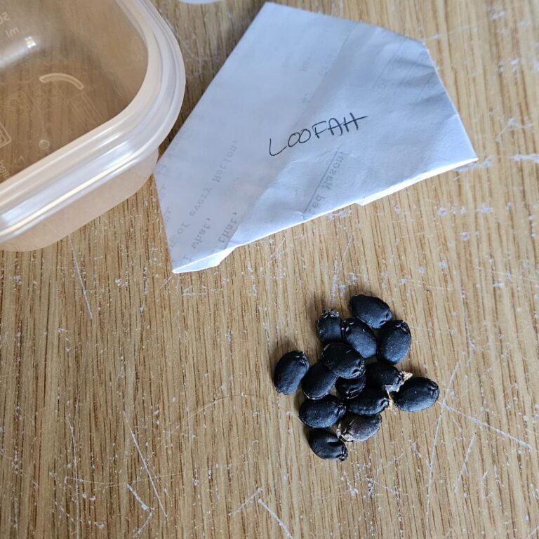 A DIY seed packet with saved luffa seeds ready to pre-treat for growing on the wooden table.