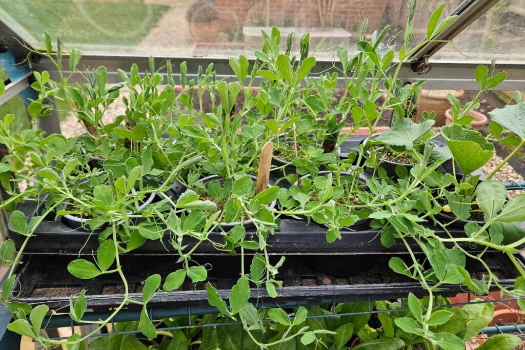 Autumn sown sweet peas growing nicely in the greenhouse.